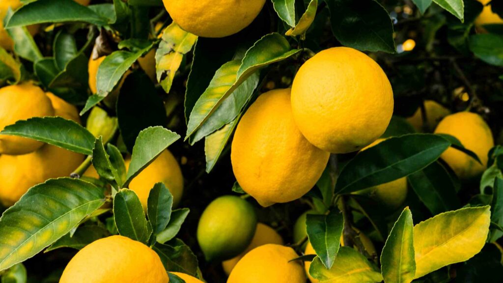 lemon tree