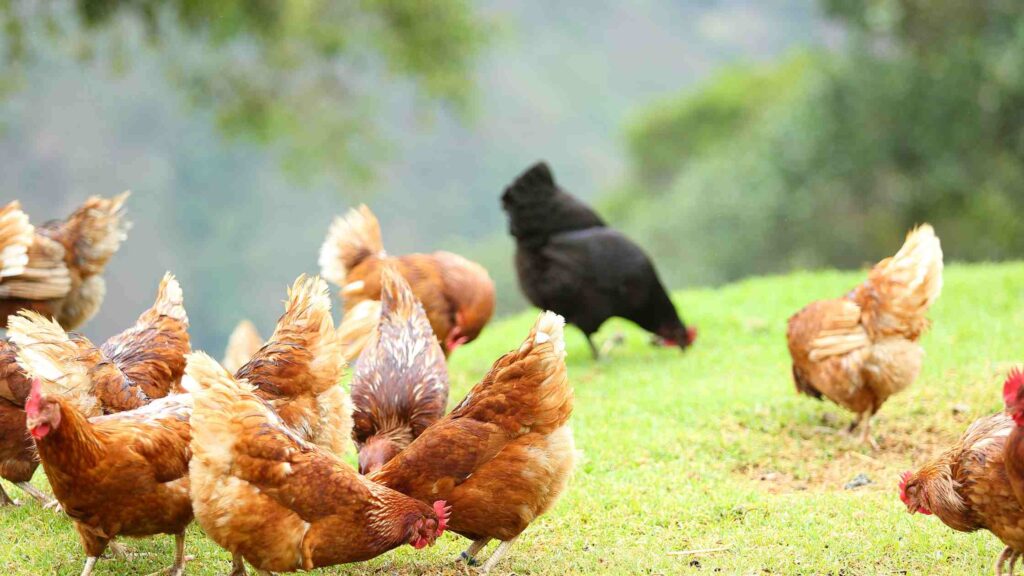 chickens on pasture