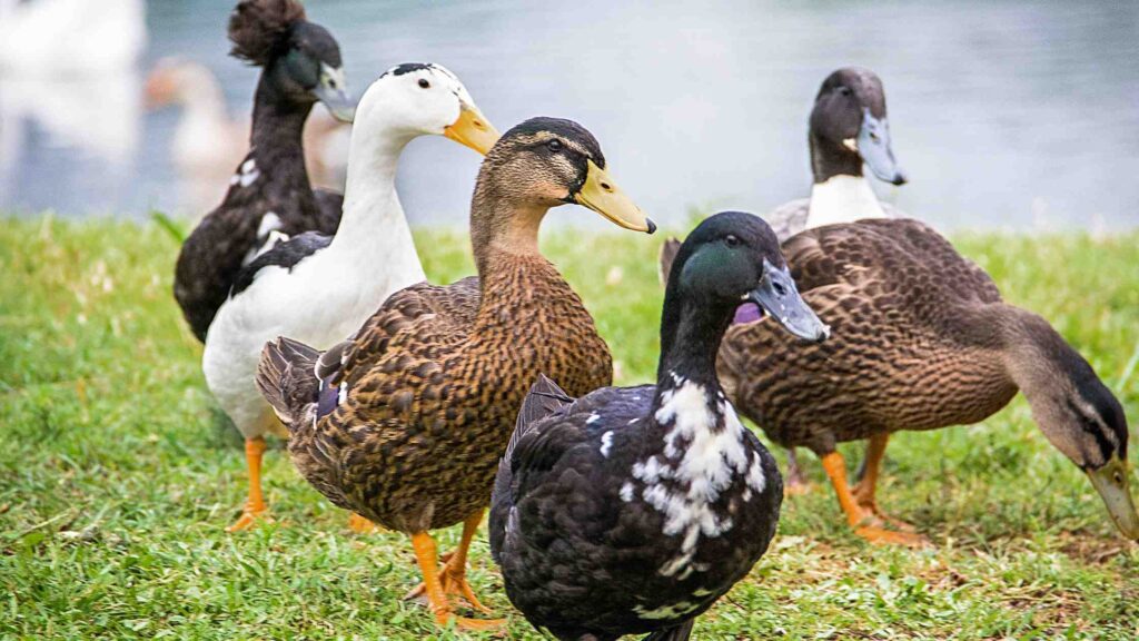 ducks on pasture