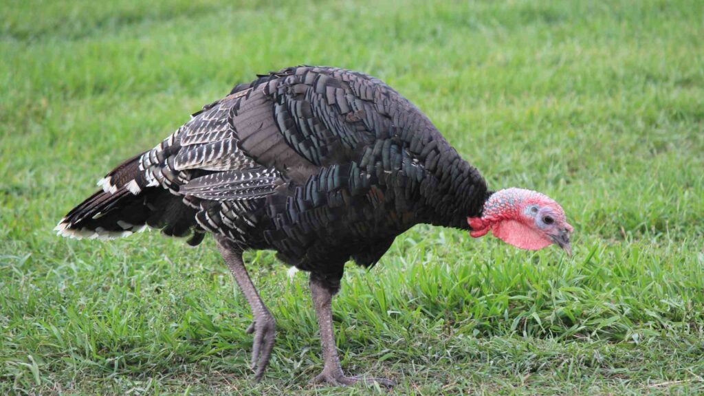 turkey in pasture