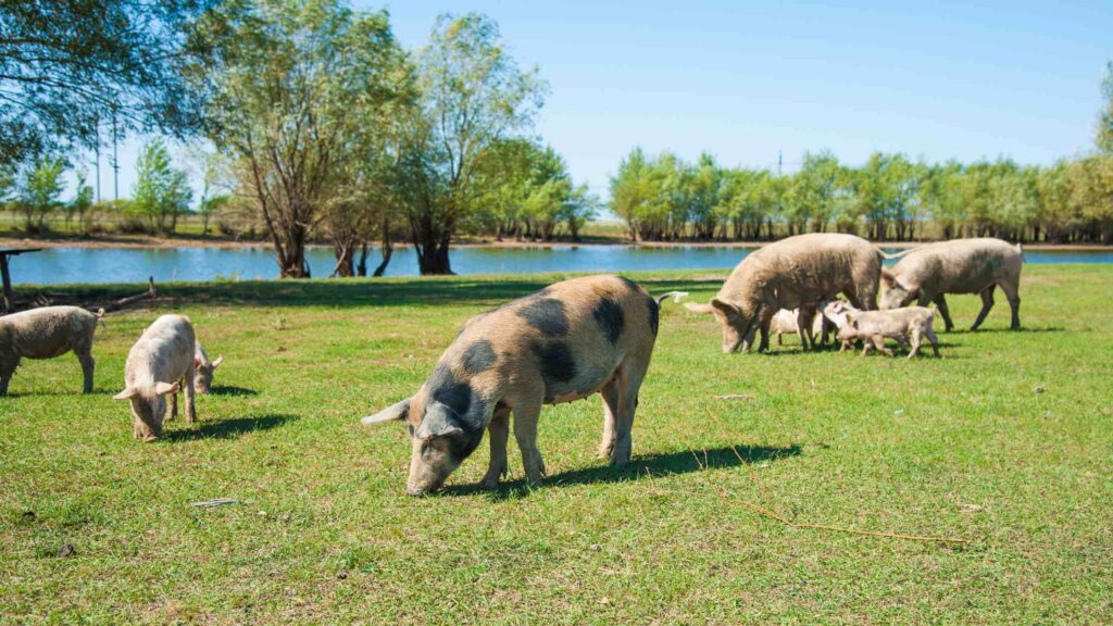 pigs grazing