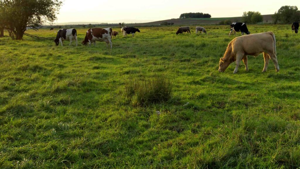 cows grazing