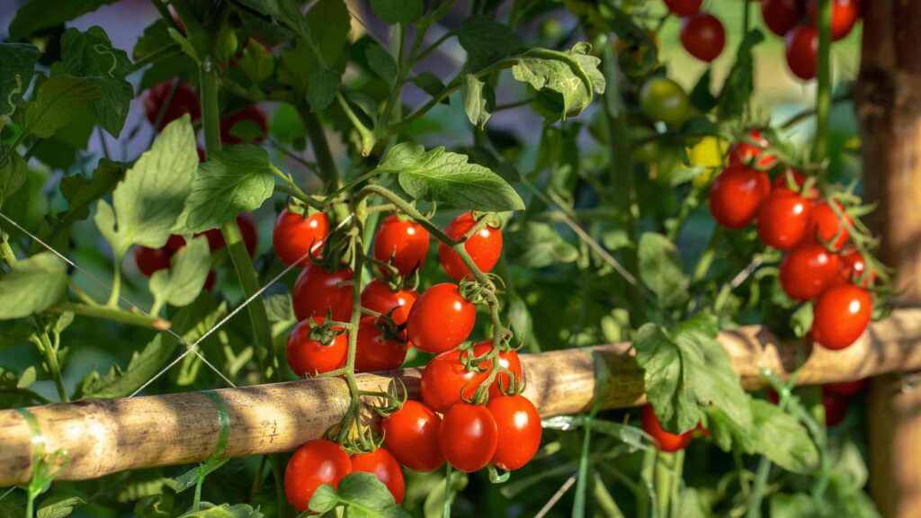 tomatoes on vine