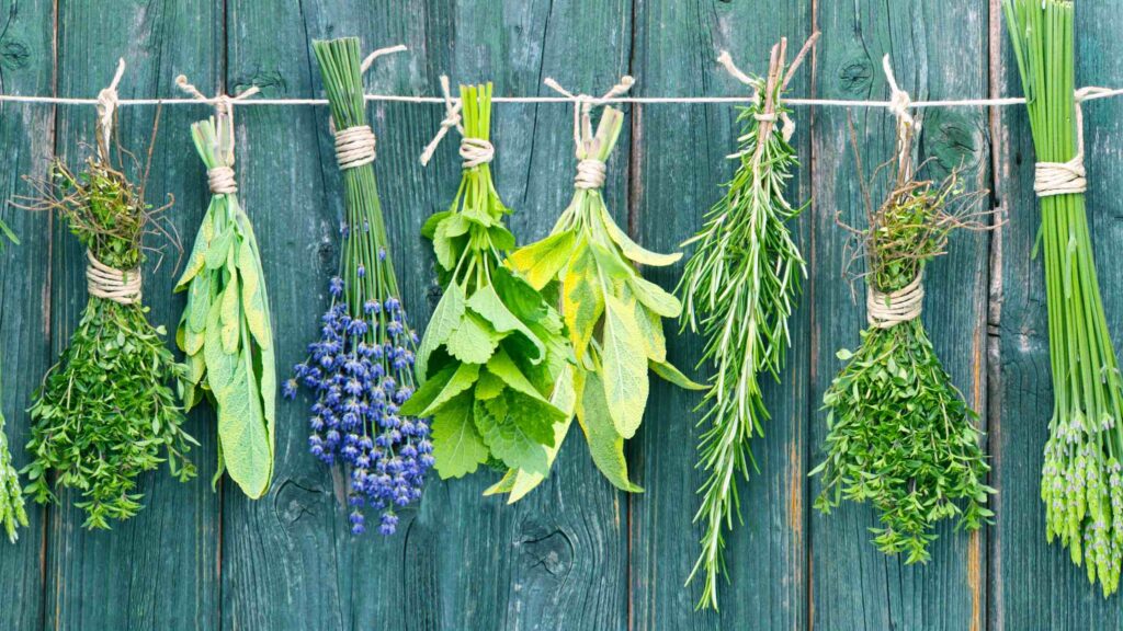 antibacterial herbs drying on a line