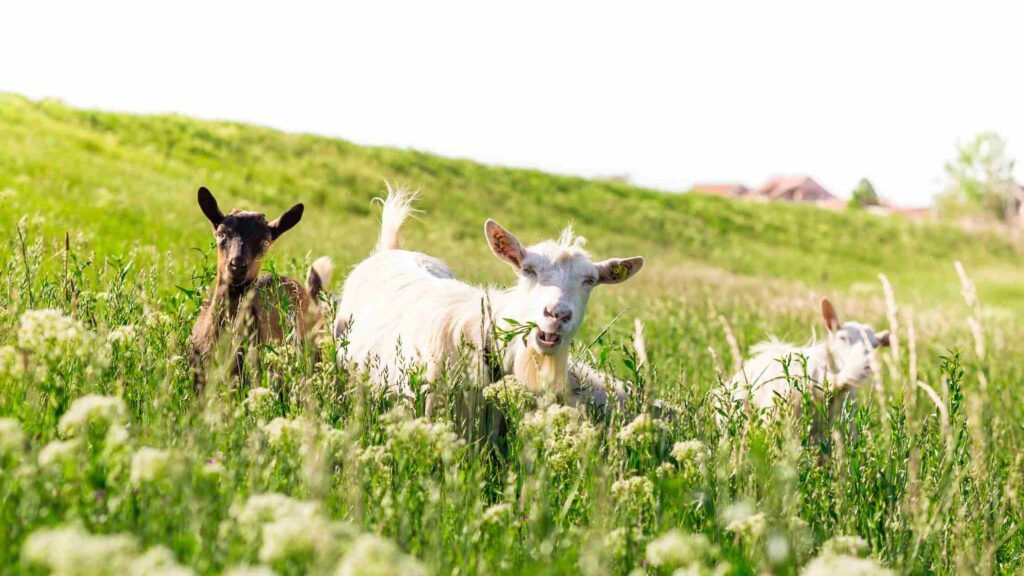 goats in pasture